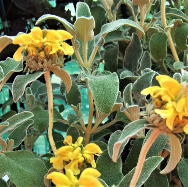 Phlomis fruticosa WEB