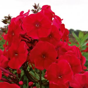 Phlox x paniculata 'Adessa Special Fire'