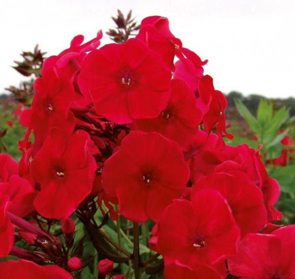 Phlox x paniculata 'Adessa Special Fire'