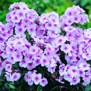 Phlox x paniculata 'Adessa Bright Eyes'