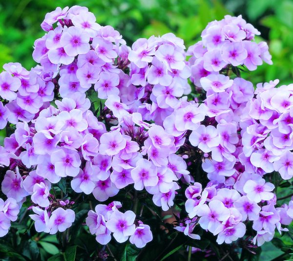 PINGPONG Phlox x paniculata 'Adessa Bright Eyes'