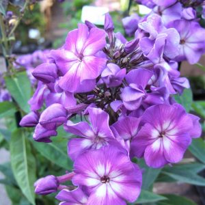 Phlox x paniculata 'Adessa Purple Star'