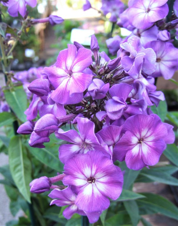 Phlox x paniculata 'Adessa Purple Star'