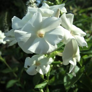 Phlox x paniculata 'Adessa White'