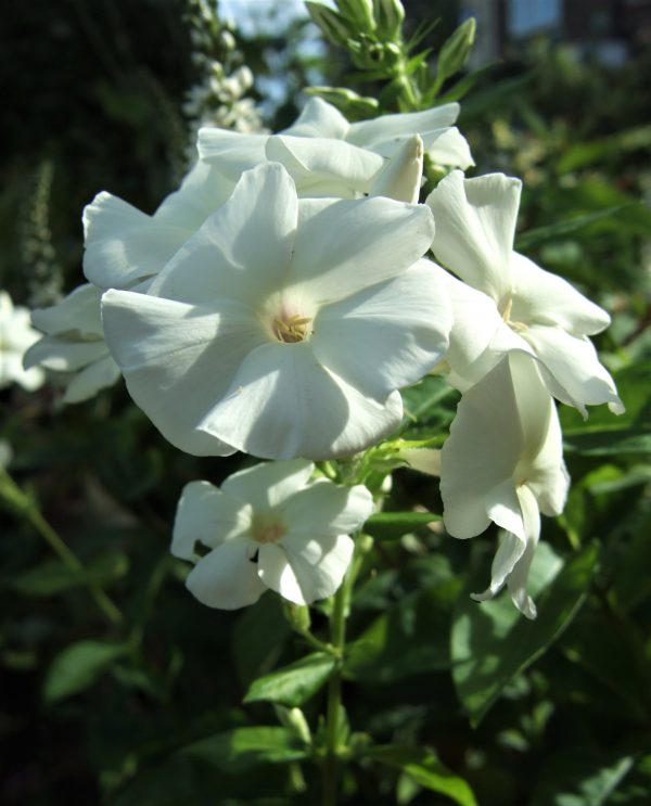 Phlox x paniculata 'Adessa White'