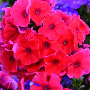 Phlox x paniculata 'Adessa Orange'