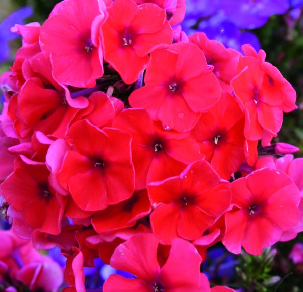 Phlox x paniculata 'Adessa Orange'