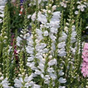 Physostegia virginiana 'Crystal Peak White'