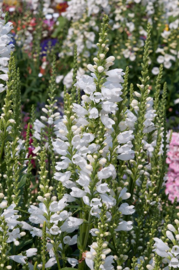 Physostegia virginiana 'Crystal Peak White'
