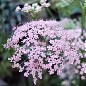 Pimpinella major 'Rosea'