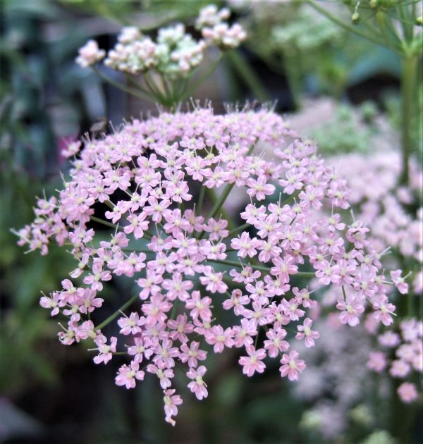 Pimpinella major 'Rosea'