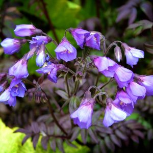 Polemonium 'Heaven Scent'