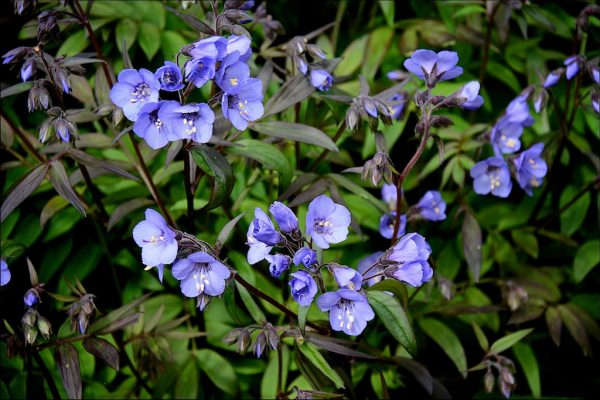 Polemonium Heaven Scent flowers close
