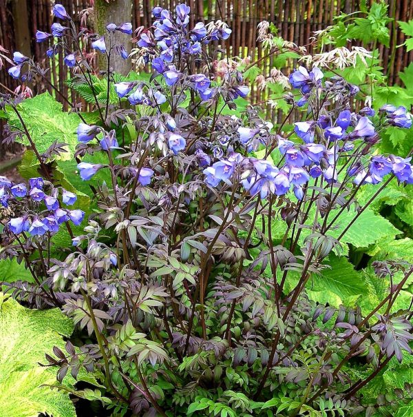 Polemonium Heaven Scent plant in flower