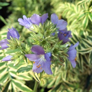 Polemonium caeruleum 'Brise d'anjou'