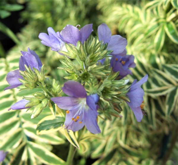 Polemonium caeruleum Brise danjou WEB Polemonium caeruleum 'Brise d'anjou'