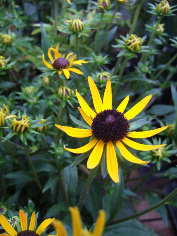 Rudbeckia fulgida Little Goldstar WEB Rudbeckia fulgida 'Little Goldstar' has yellow daisy like flowers on top of stout stems, over lush green foliage