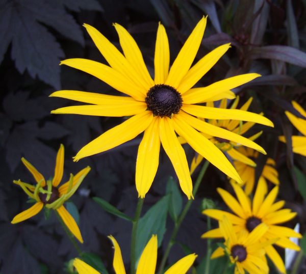Rudbeckia fulgida var. sullivantii Goldsturm WEB Rudbeckia fulgida var. sullivantii 'Goldsturm'