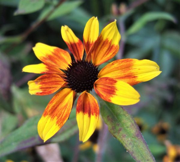 Rudbeckia triloba Prairie Glow WEB