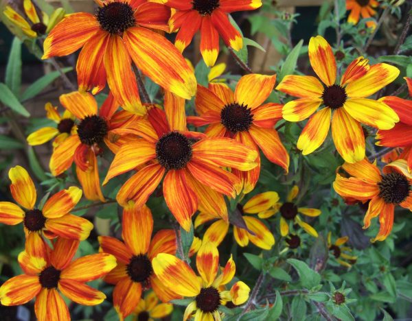 Rudbeckia triloba Prairie Glow2 WEB