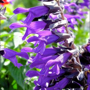 Salvia 'Amistad'