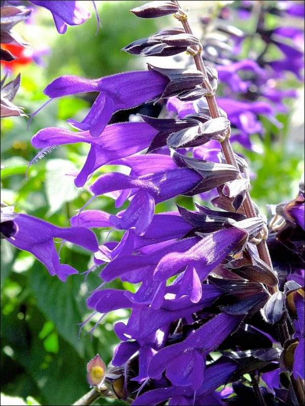 Salvia 'Amistad'