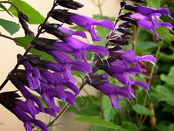 Salvia 'Amistad'