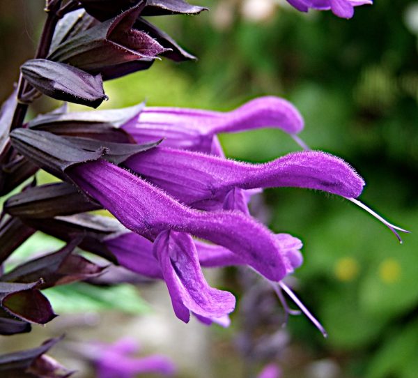 Salvia 'Amistad'