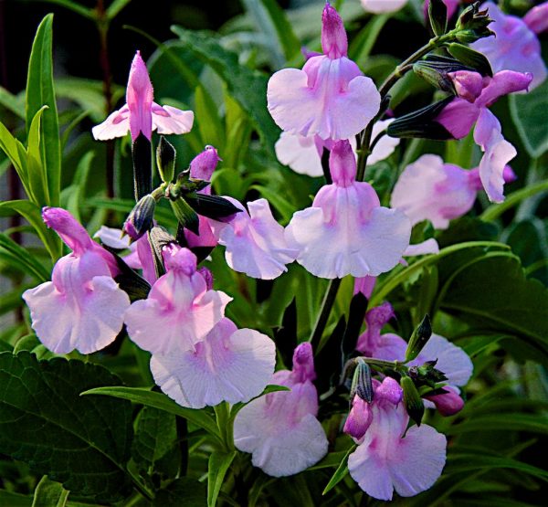 Salvia Angel Wings group