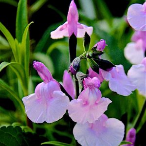 Salvia microphylla 'Angel Wings'