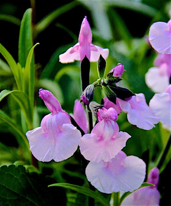 Salvia Angel Wings very close Salvia microphylla 'Angel Wings'