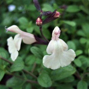 Salvia 'Cool Cream'
