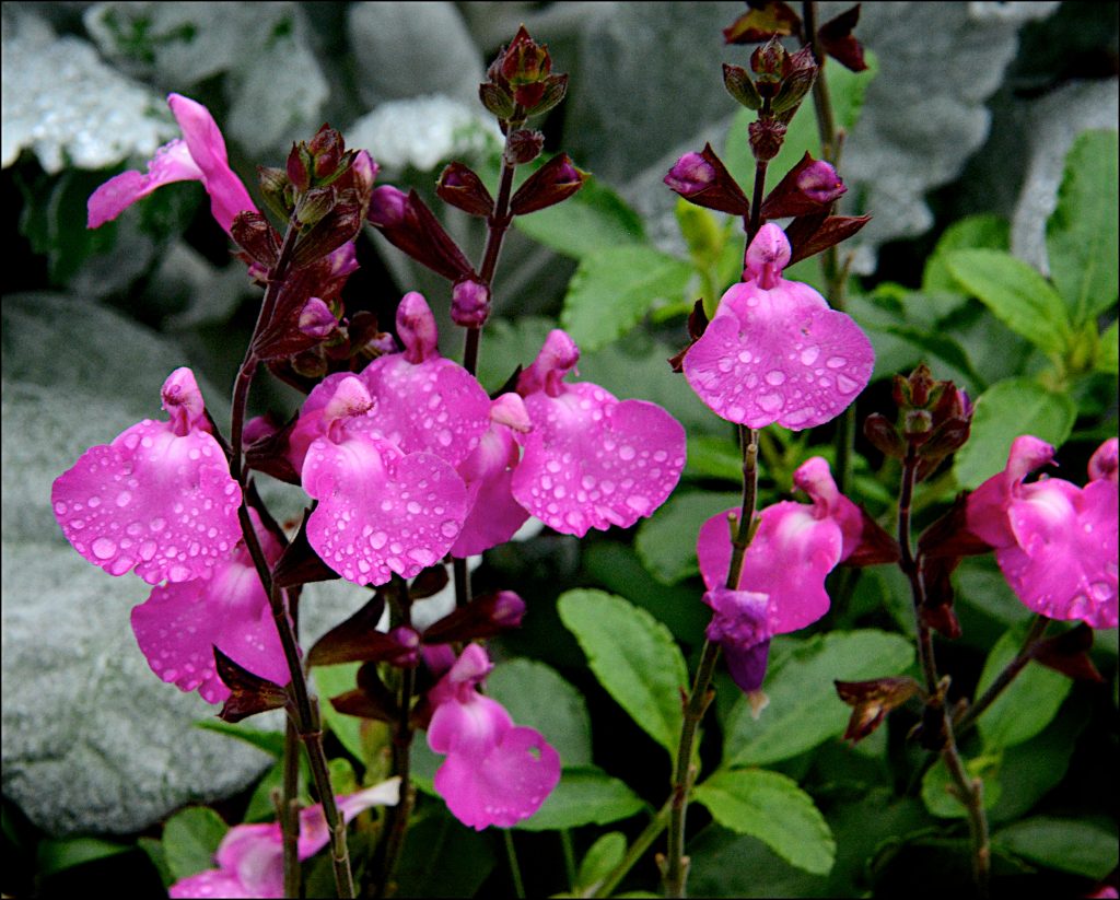 Salvia 'Cool Pink' | Proctors Nursery