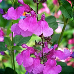 Salvia 'Larasha'