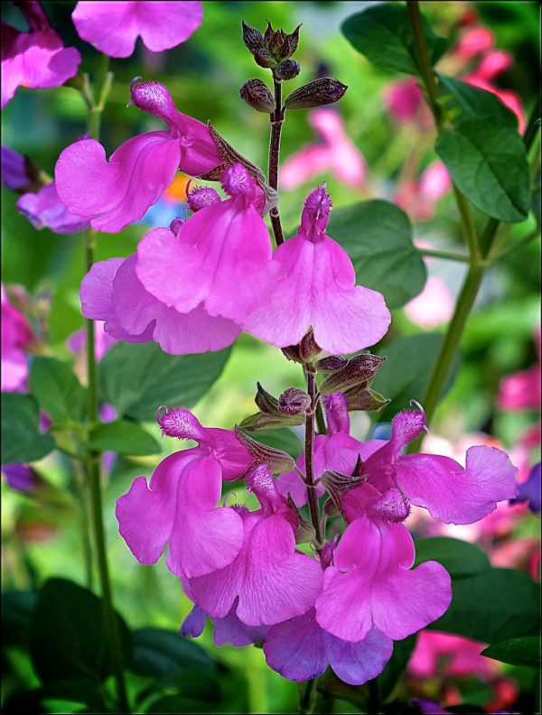 Salvia 'Larasha'