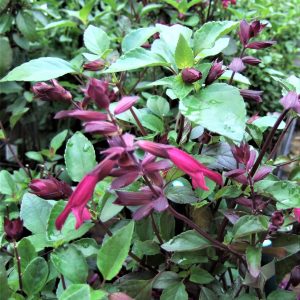 Salvia 'Love and Wishes'