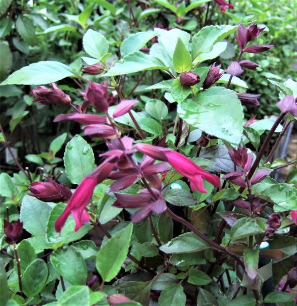 Salvia Love and Wishes WEB Salvia 'Love and Wishes'