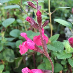 Salvia Fashionista 'Vanity Flair' | Proctors Nursery