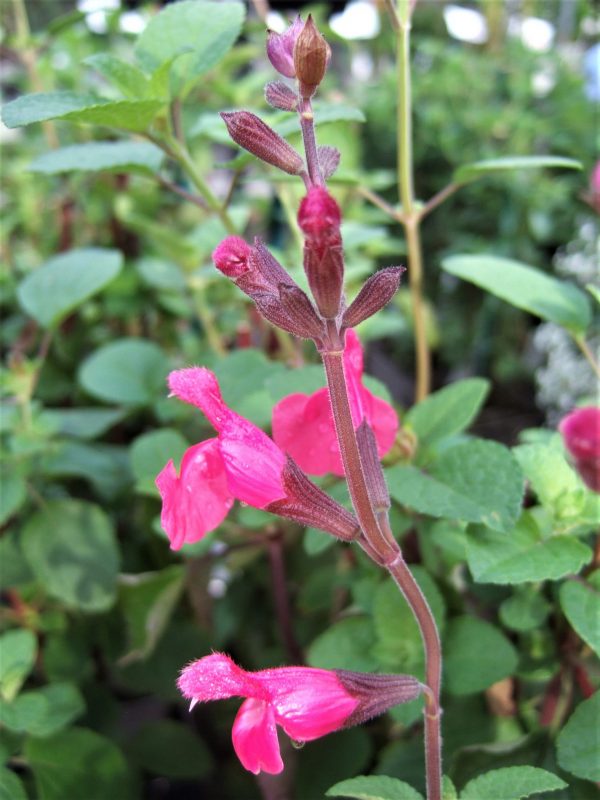 Salvia Pink Pong WEB Salvia 'Pink Pong'