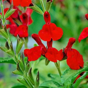 Salvia greggii 'Radio Red'