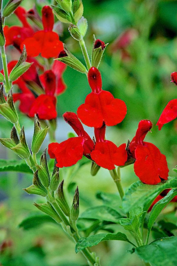 Salvia greggii 'Radio Red'