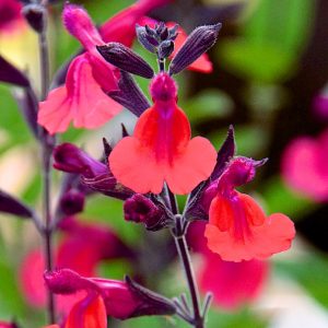 Salvia microphylla 'Wine and Roses'
