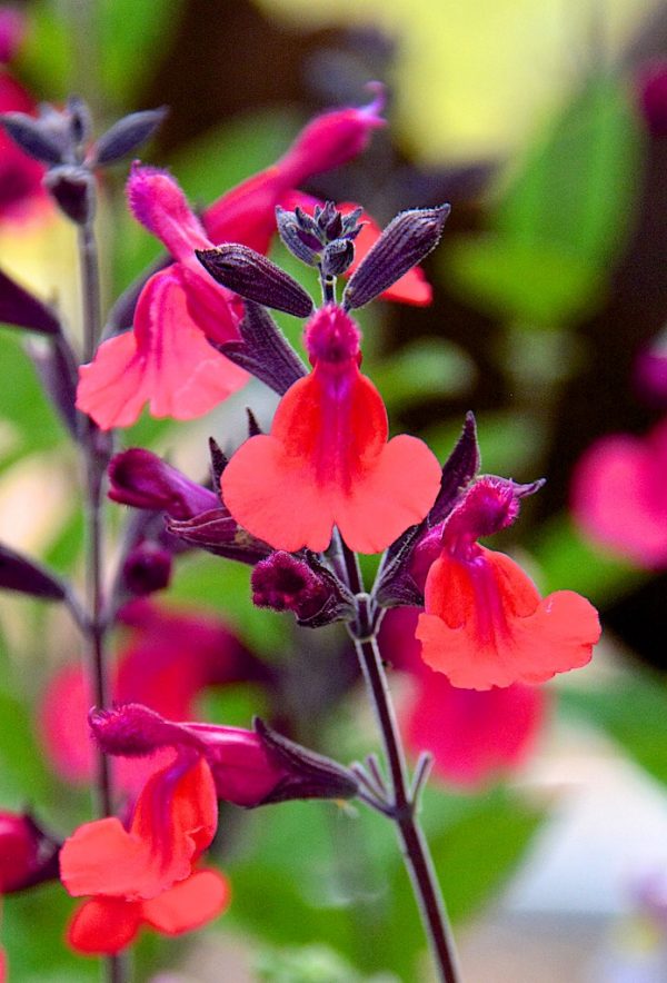 Salvia microphylla 'Wine and Roses'