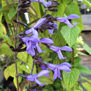 Salvia guaranitica 'Black and Bloom'