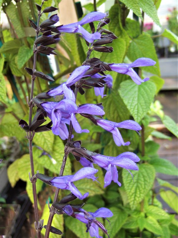 Salvia guaranitica 'Black and Bloom'