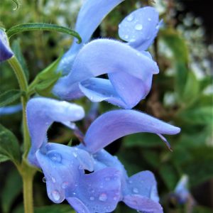 Salvia patents 'Beyond Blue'