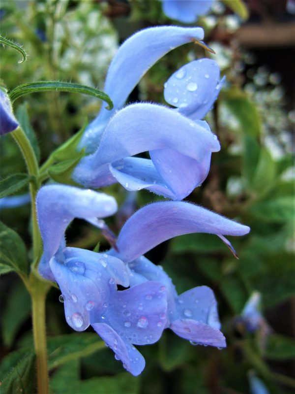 Salvia patents 'Beyond Blue'