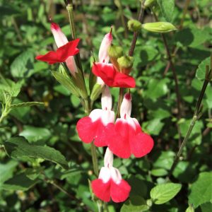 Salvia x jamensis 'Hot Lips'