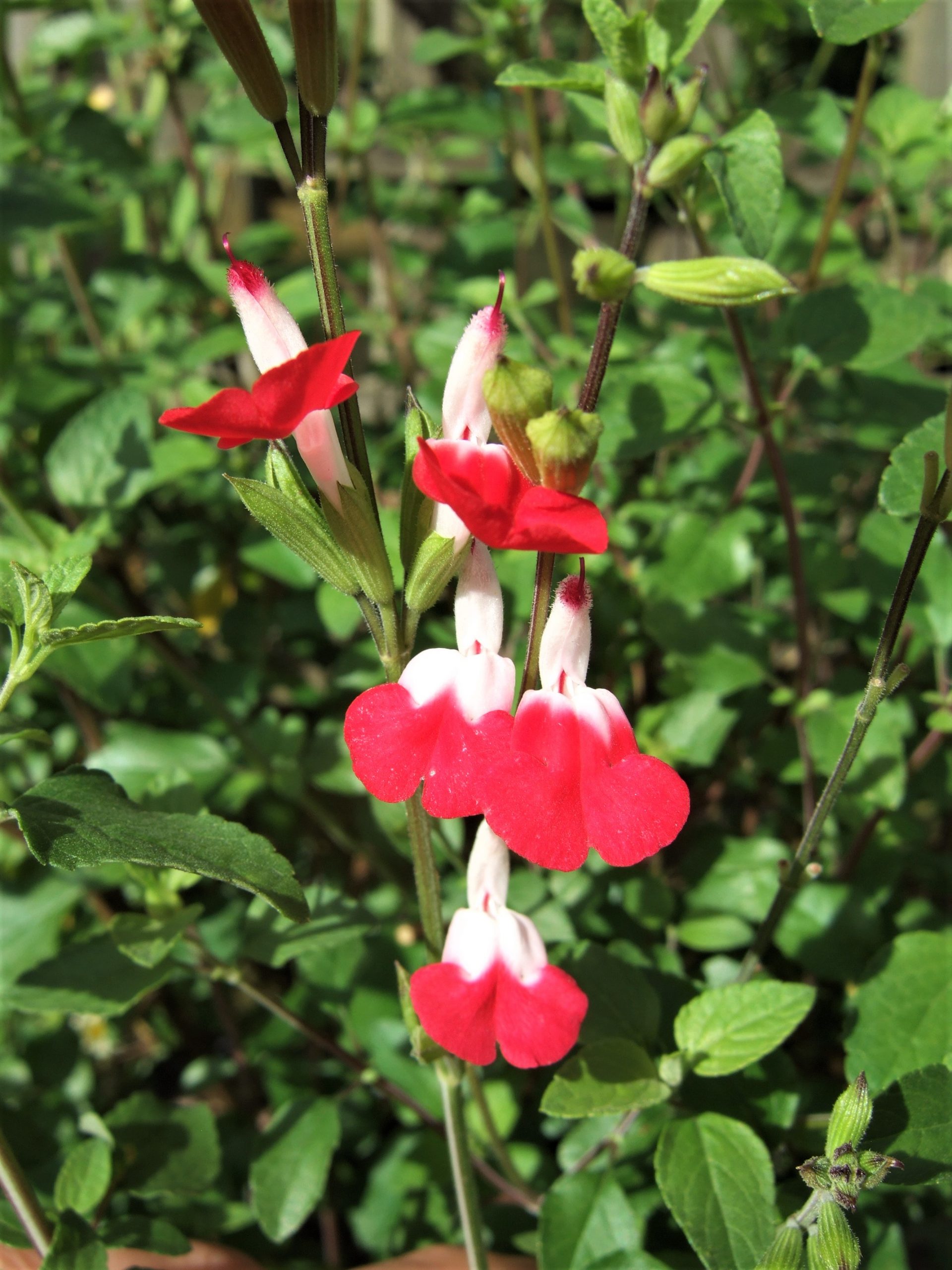 Salvia x jamensis 'Hot Lips' | Well Established Salvia | Proctors Nursery