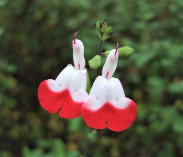 Salvia x jamensis 'Hot Lips'
